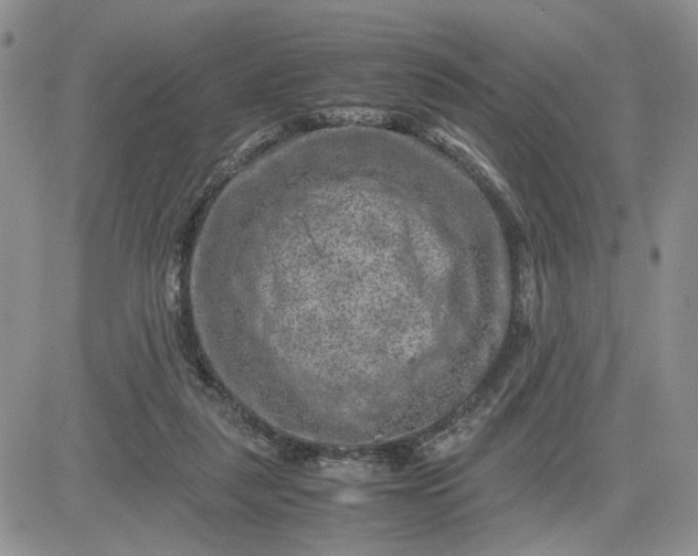 X0000081450259200701261920