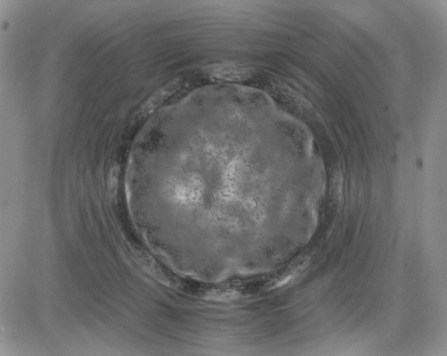 X0000081450271200701261920