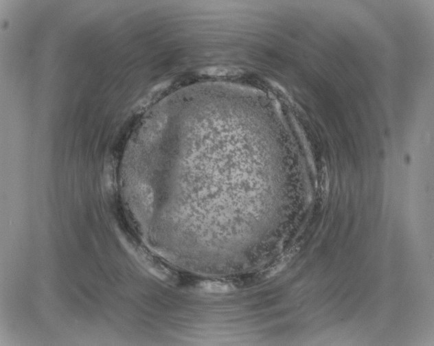 X0000081450272200701261920