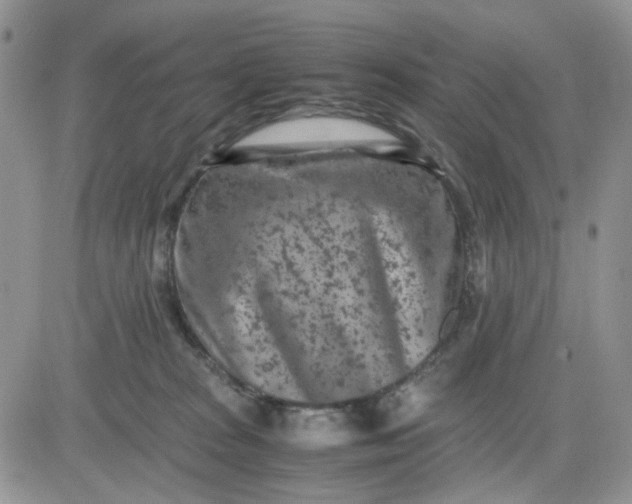 X0000081450277200701261920