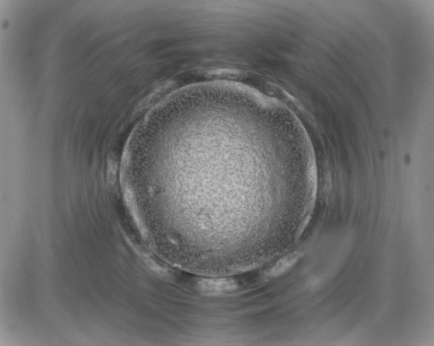 X0000081450281200701261920