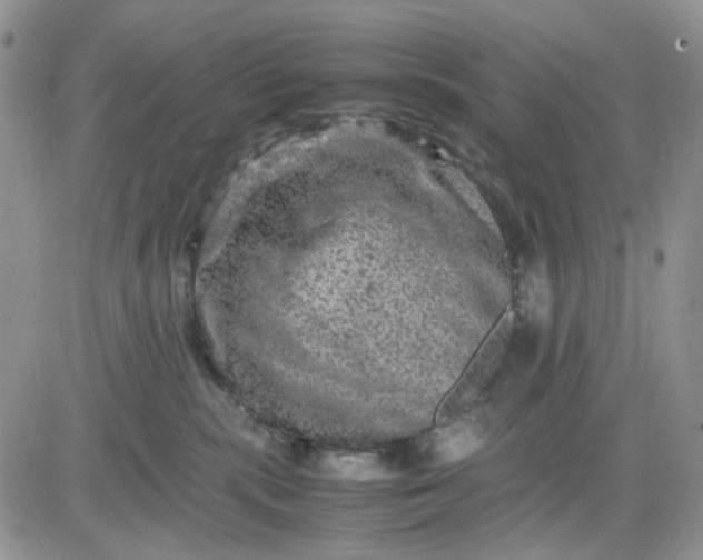 X0000081450283200701261920