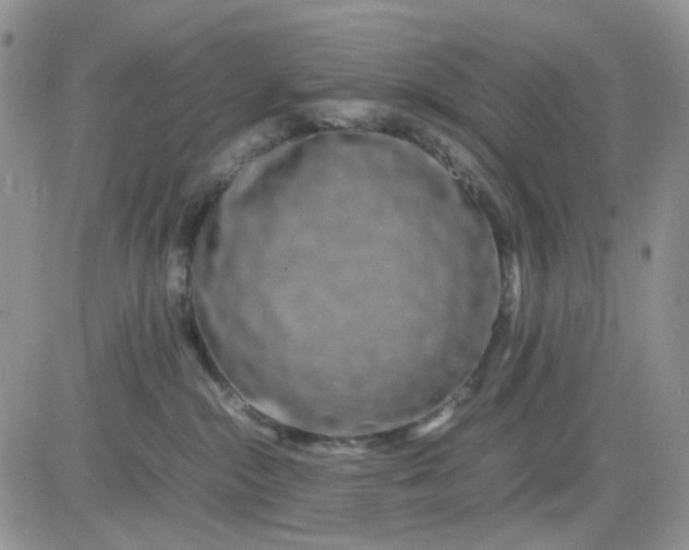 X0000081450284200701261920