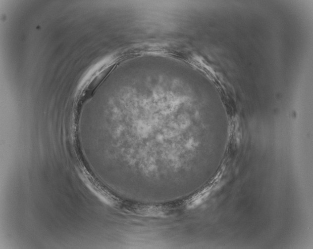 X0000081450293200701261919