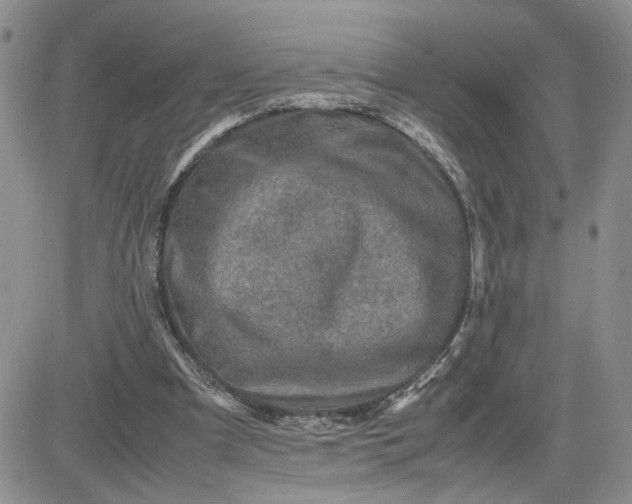 X0000081450297200701261919