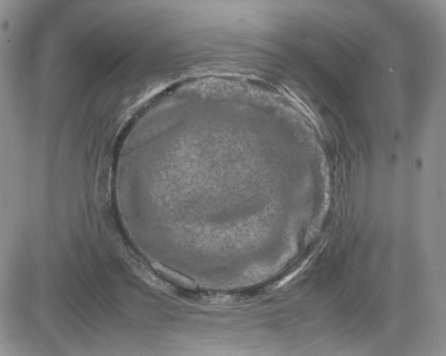 X0000081450301200701261919