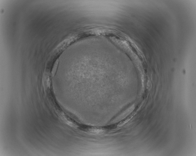 X0000081450313200701261919