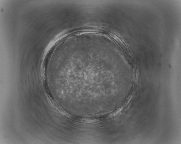 X0000081450343200701261918