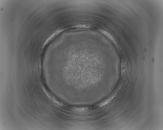 X0000081450349200701261918