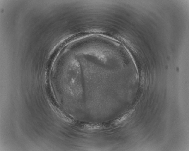 X0000081450351200701261918