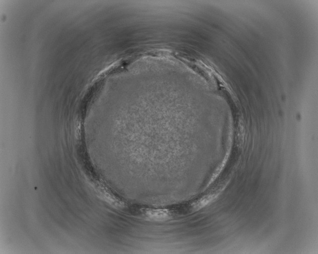 X0000081450355200701261918