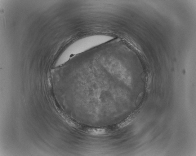 X0000081450361200701261918