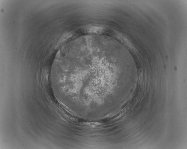 X0000081450363200701261918