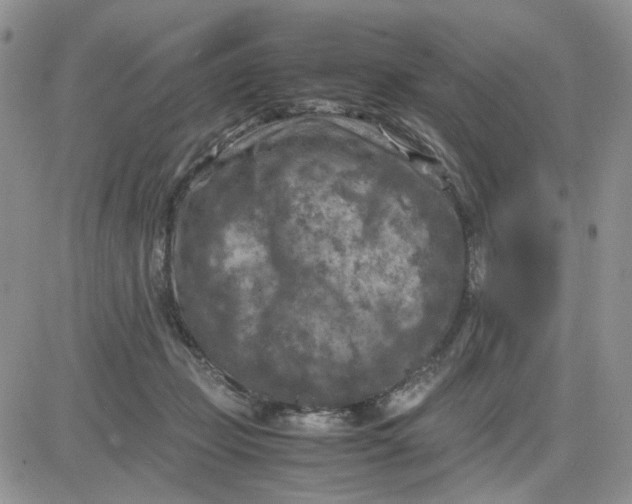 X0000081450365200701261918