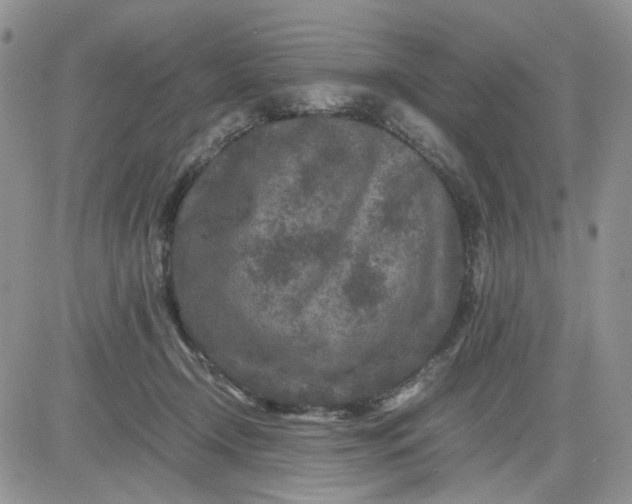 X0000081450366200701261918