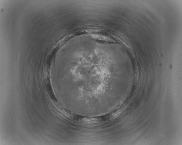 X0000081450367200701261918