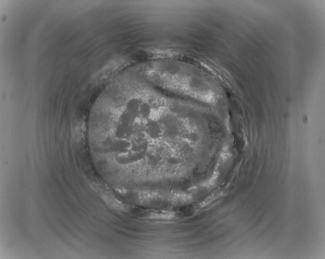 X0000081450369200701261919