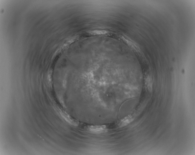 X0000081450373200701261919