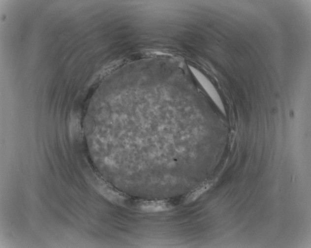 X0000081450377200701261919