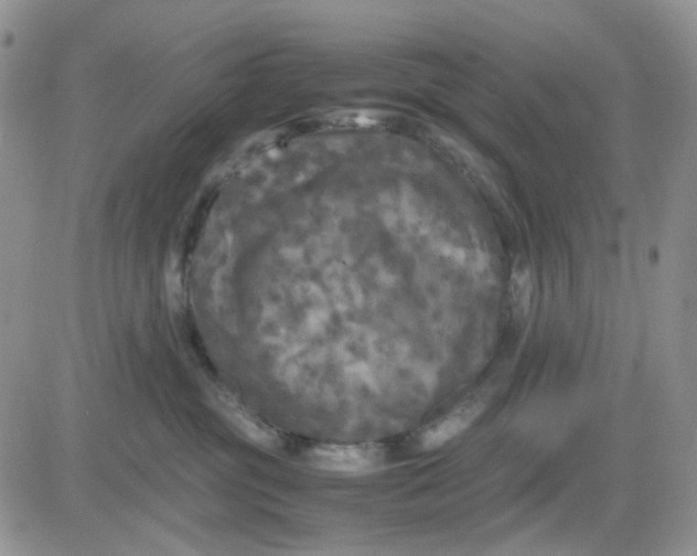 X0000081450381200701261919