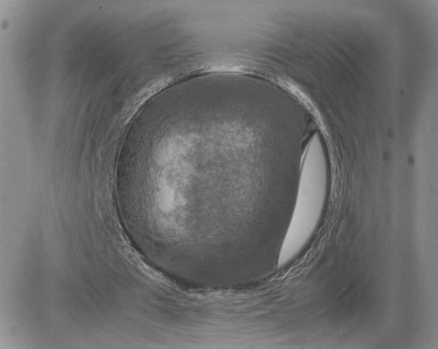 X0000081450385200701261918