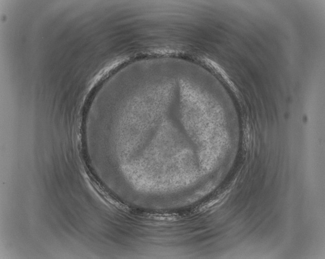 X0000081450443200701261917