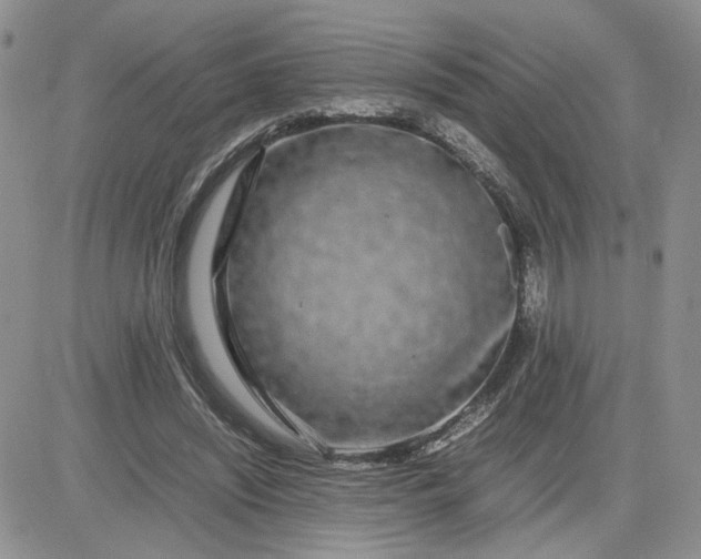 X0000081450444200701261917