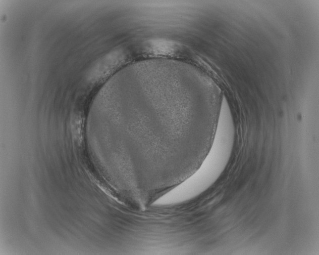 X0000081450462200701261917