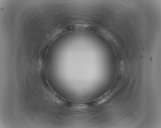 X0000081450463200701261917