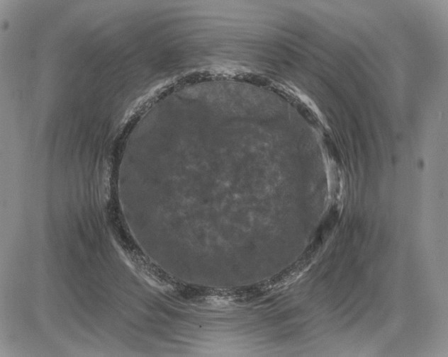 X0000081450496200701261916