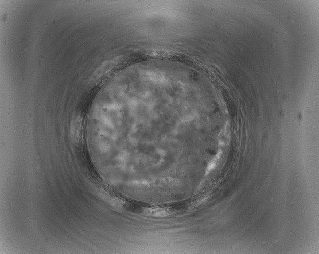 X0000081450511200701261916