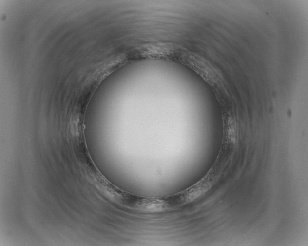 X0000081450514200701261916