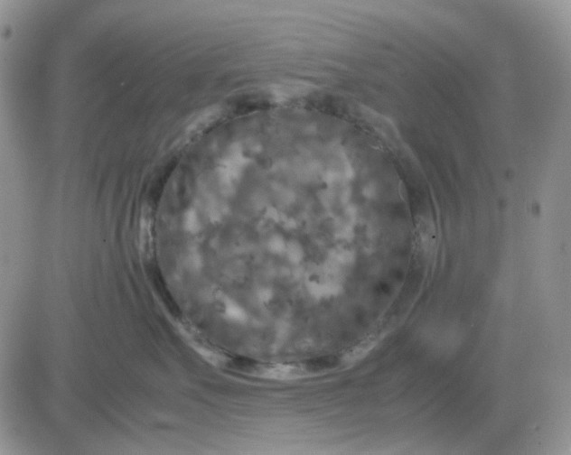 X0000081450527200701261916