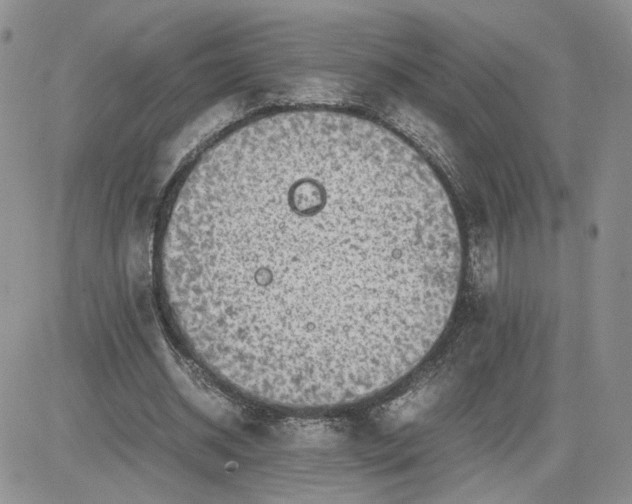 X0000081450534200701261915