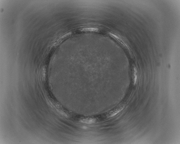 X0000081450551200701261915