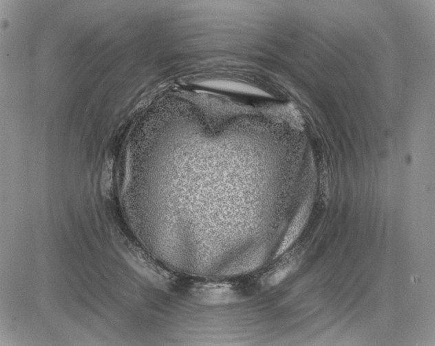 X0000081450554200701261915