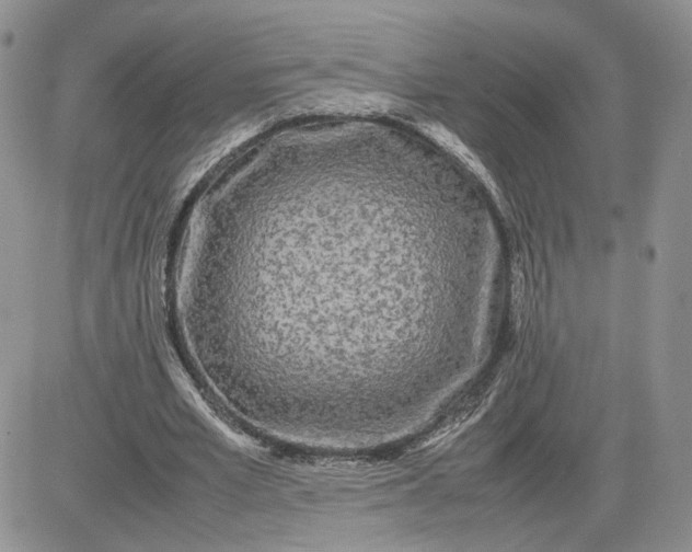 X0000081450581200701261915