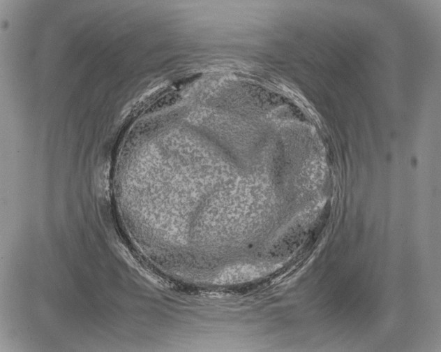 X0000081450585200701261915