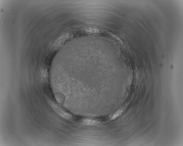 X0000081450614200701261914