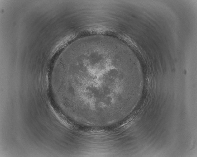 X0000081450638200701261914