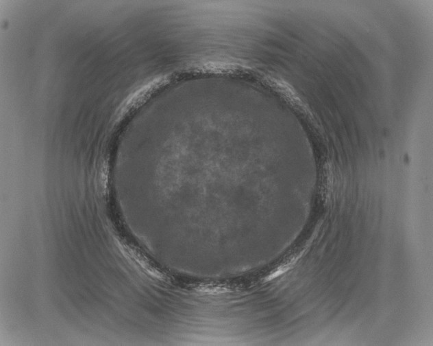 X0000081450640200701261914