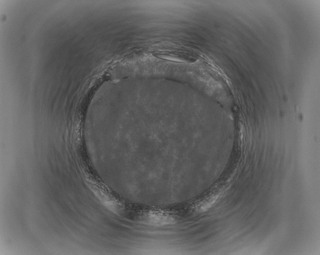 X0000081450641200701261914