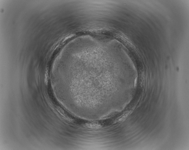 X0000081450644200701261914