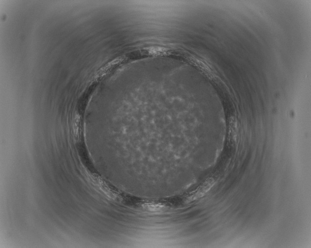 X0000081450650200701261914