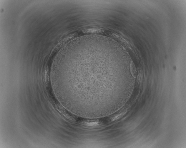 X0000081450651200701261914