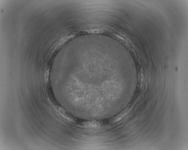 X0000081450652200701261914