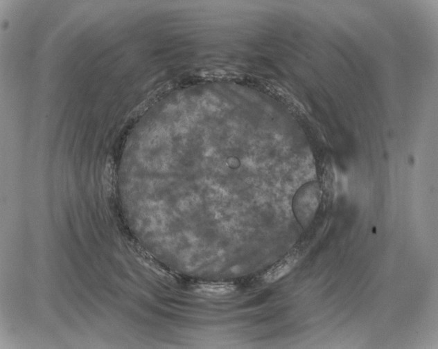 X0000081450659200701261914