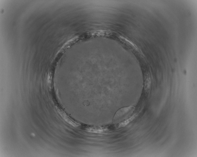 X0000081450661200701261914