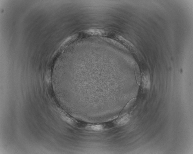 X0000081450665200701261914