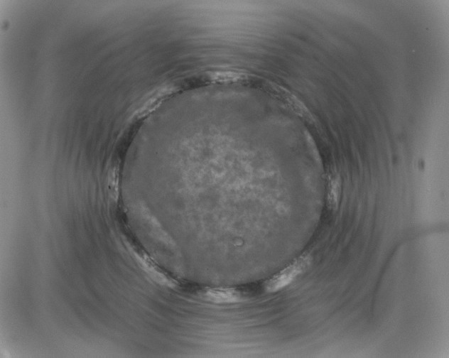 X0000081450666200701261914